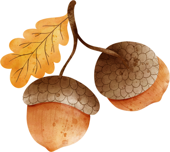 acorn